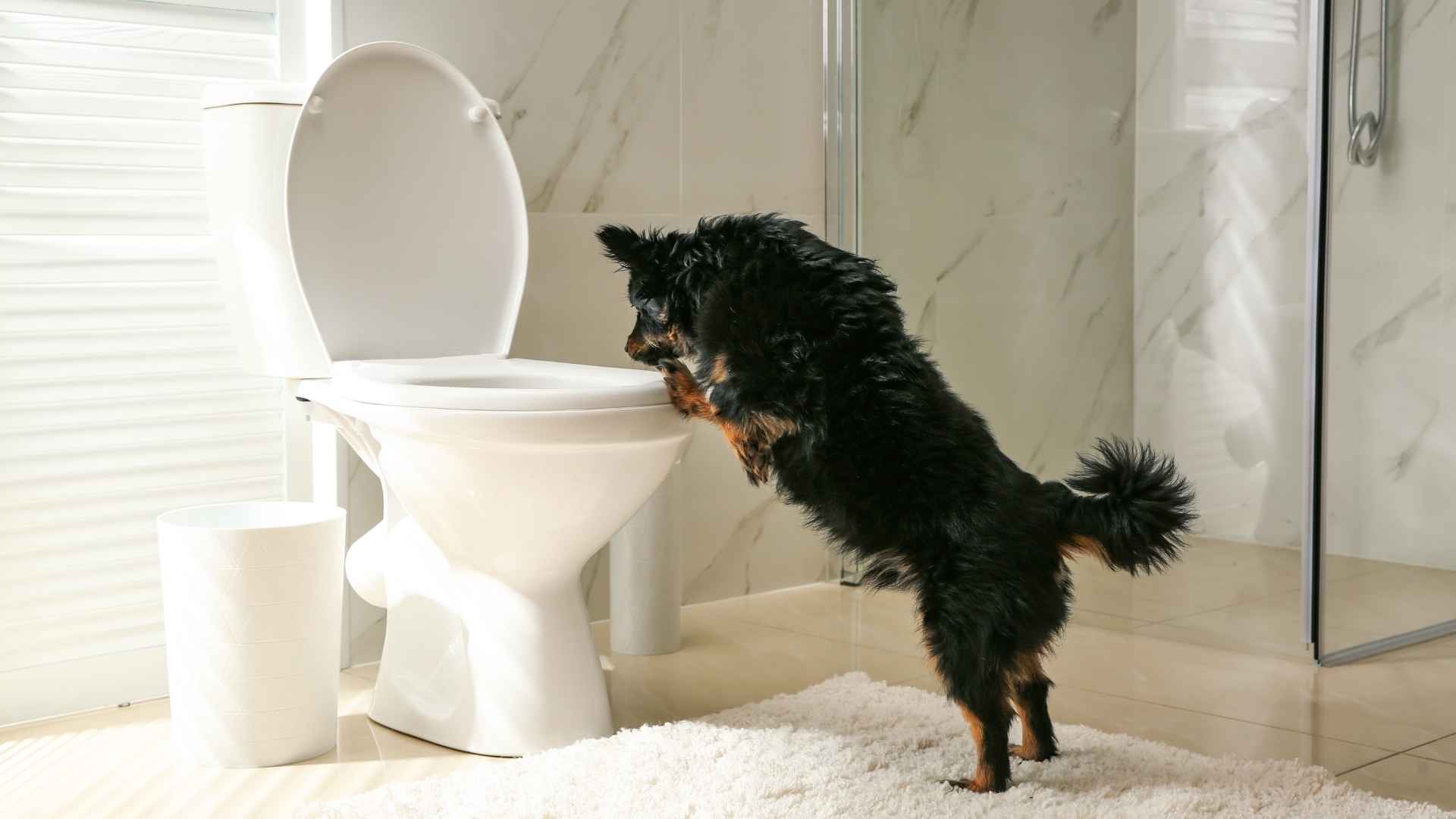 perro no orina fotos